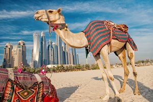 camel in dubai desert safari